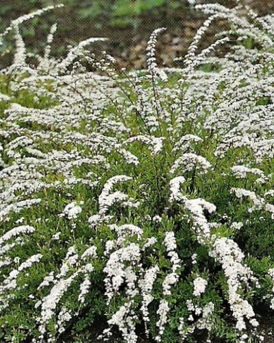 مواد الحضانة الزخرفية