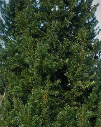 مواد الحضانة الزخرفية