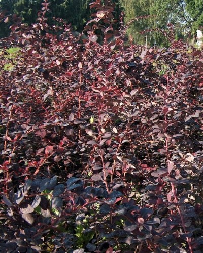 مواد الحضانة الزخرفية