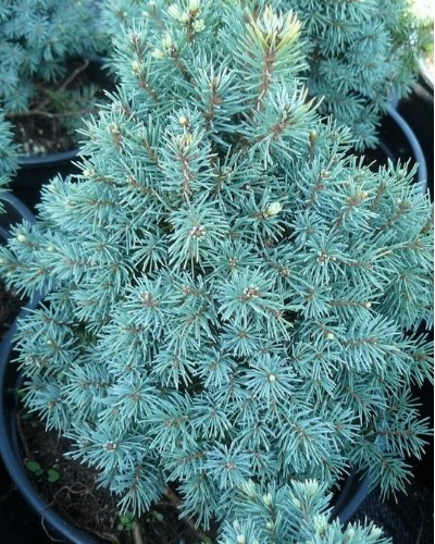 مواد الحضانة الزخرفية