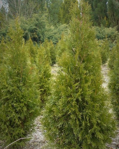 مواد الحضانة الزخرفية