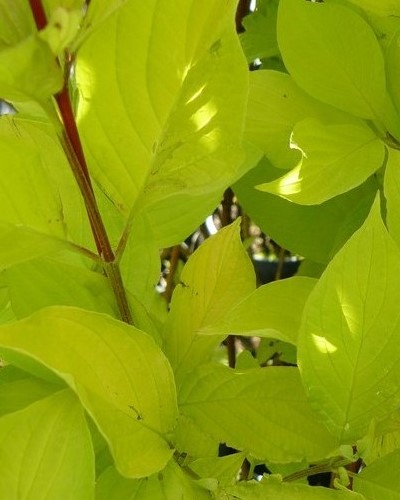 مواد الحضانة الزخرفية