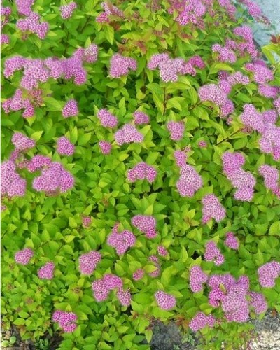 مواد الحضانة الزخرفية