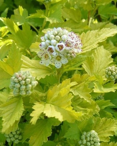 مواد الحضانة الزخرفية