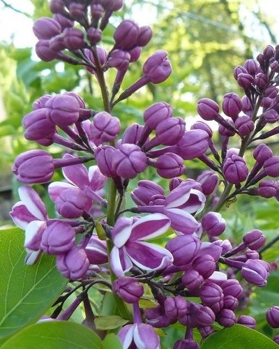 مواد الحضانة الزخرفية