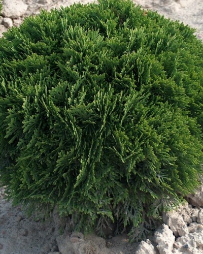 مواد الحضانة الزخرفية