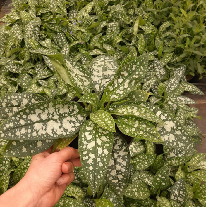 مواد الحضانة الزخرفية