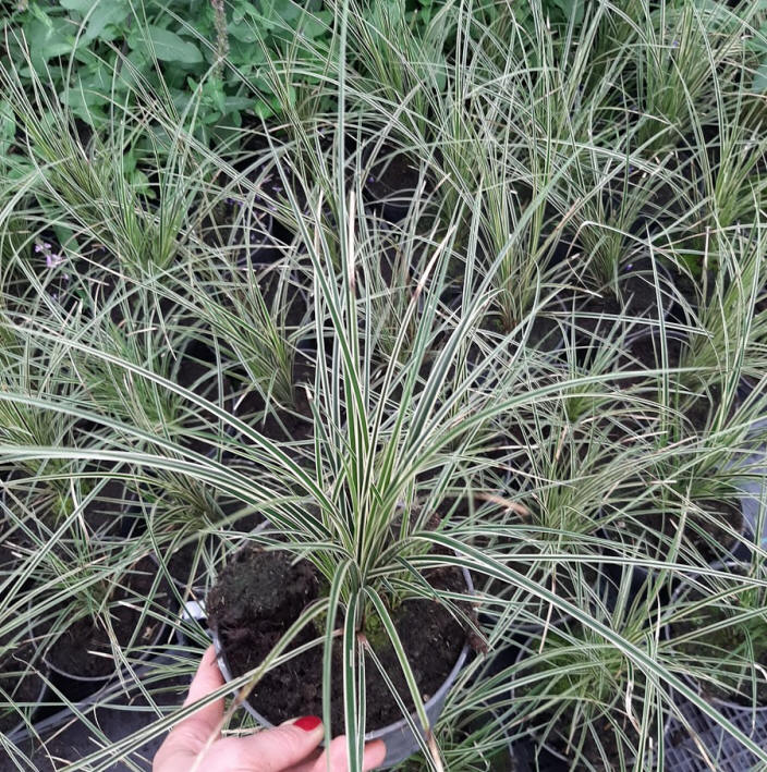 مواد الحضانة الزخرفية