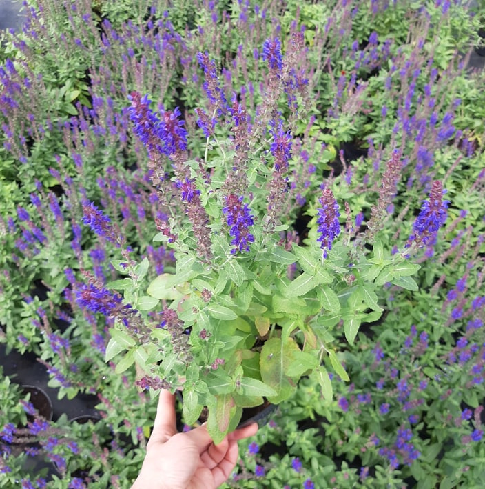 مواد الحضانة الزخرفية