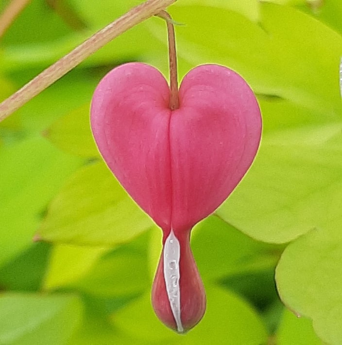 مواد الحضانة الزخرفية