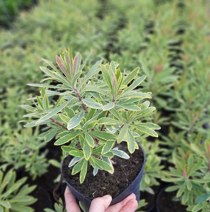 مواد الحضانة الزخرفية