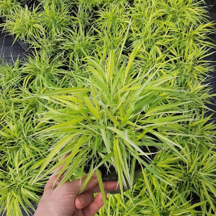 مواد الحضانة الزخرفية