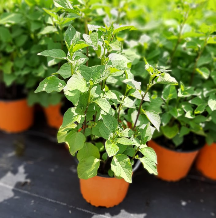 مواد الحضانة الزخرفية