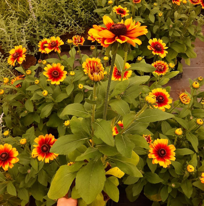 مواد الحضانة الزخرفية