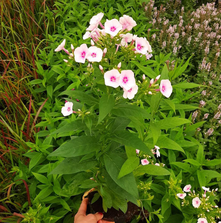 مواد الحضانة الزخرفية