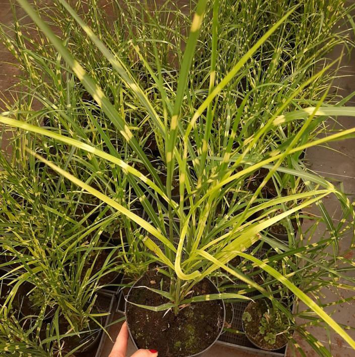 مواد الحضانة الزخرفية