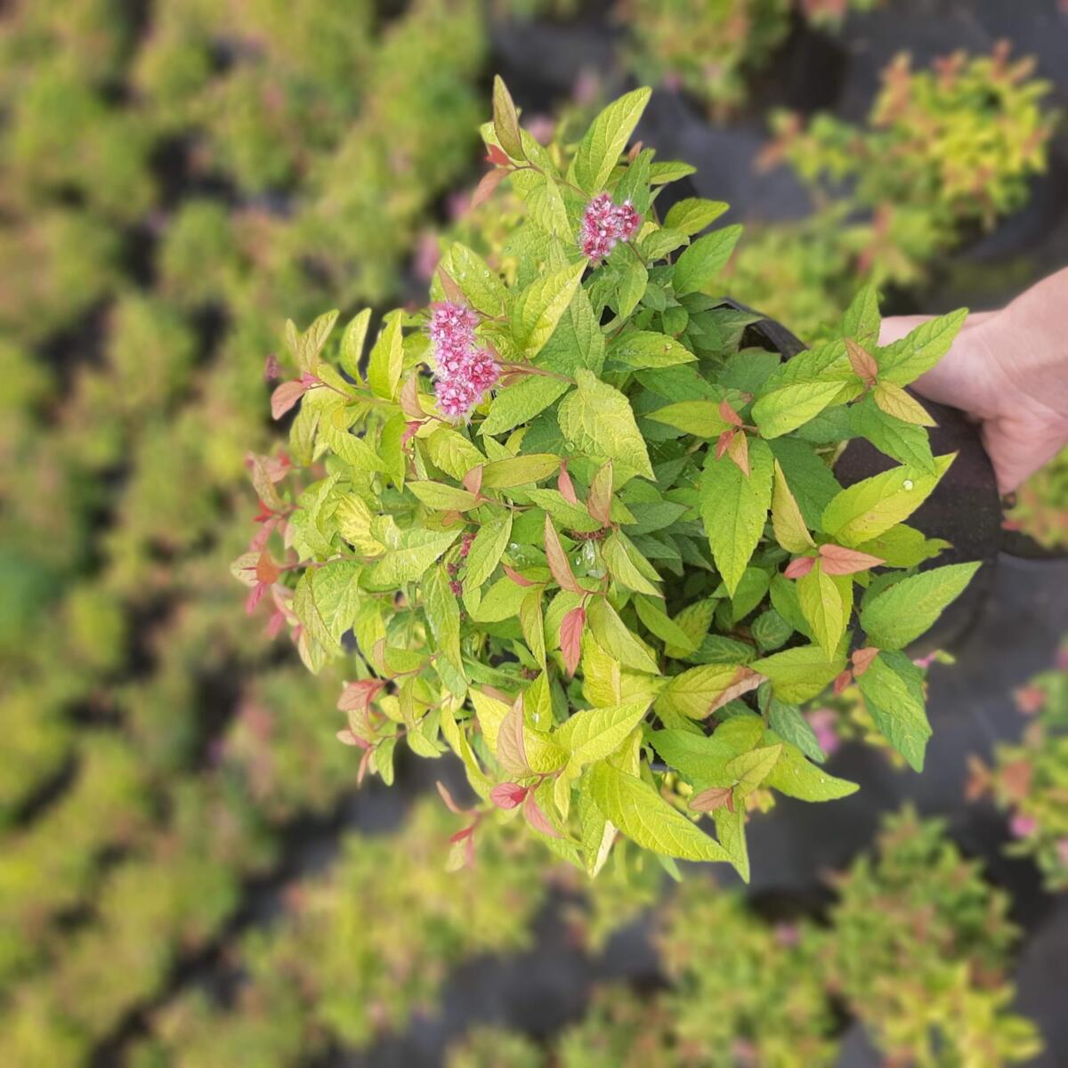 مواد الحضانة الزخرفية