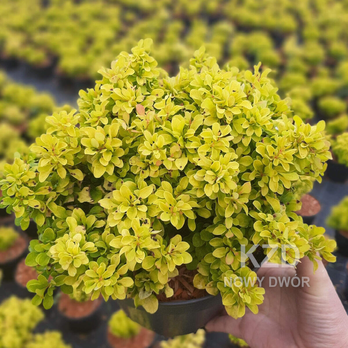 مواد الحضانة الزخرفية