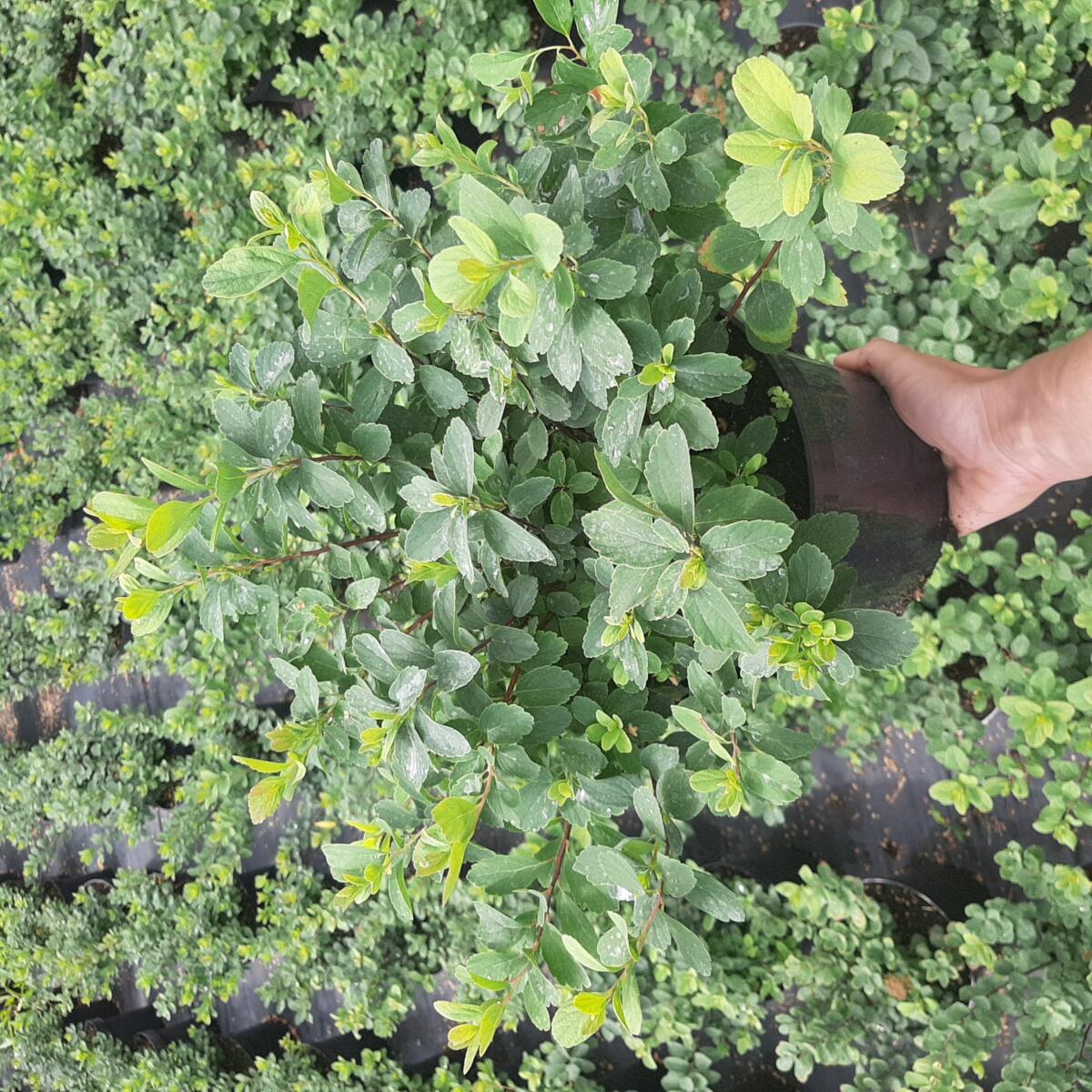 مواد الحضانة الزخرفية