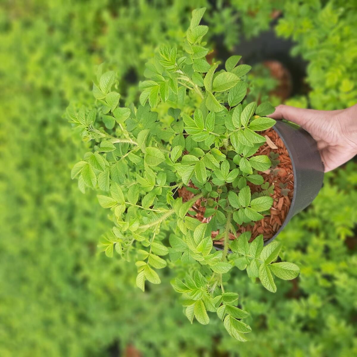 مواد الحضانة الزخرفية