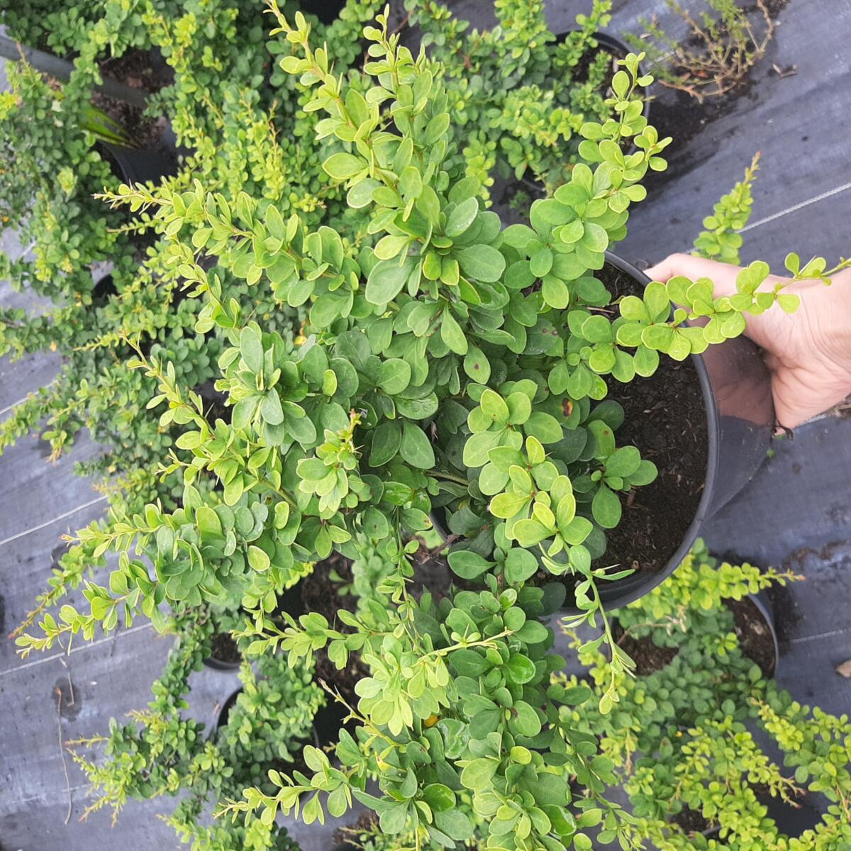 مواد الحضانة الزخرفية