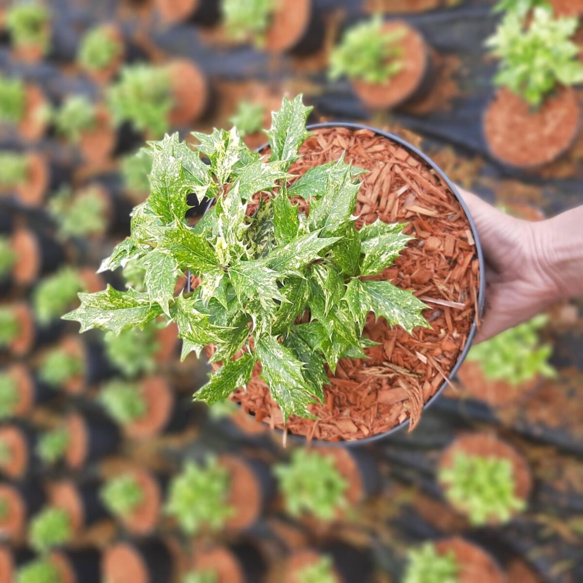 مواد الحضانة الزخرفية