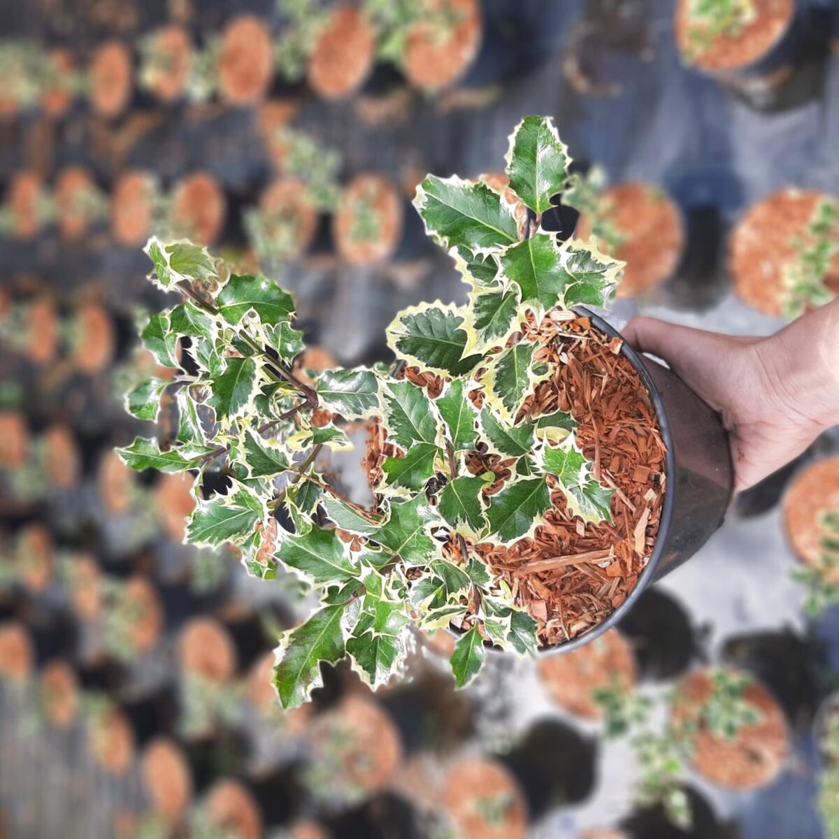 مواد الحضانة الزخرفية