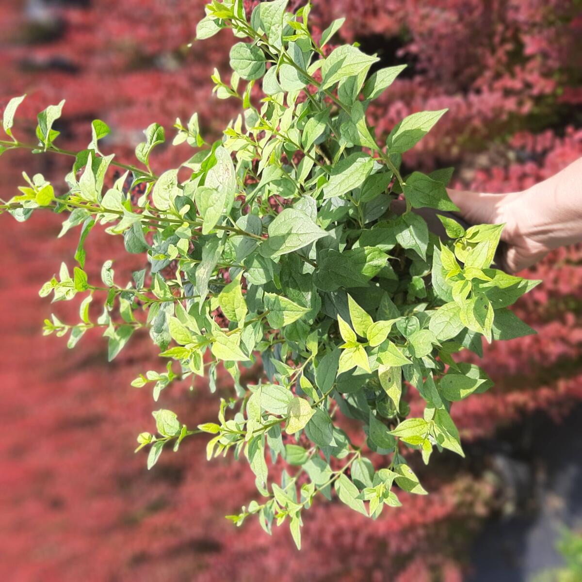 مواد الحضانة الزخرفية