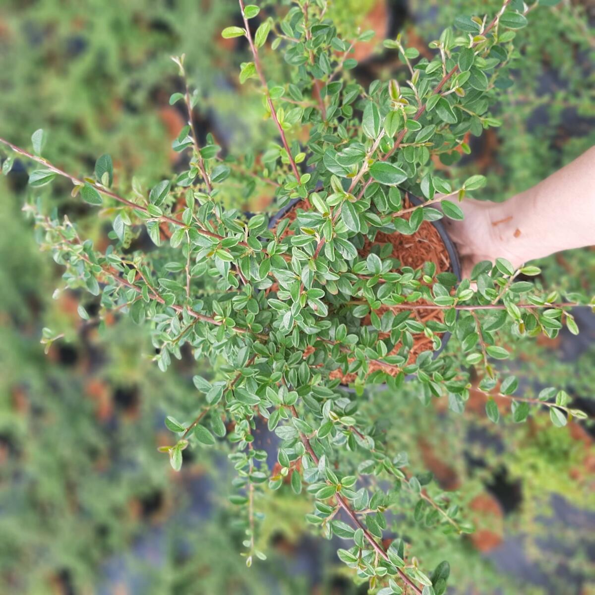 مواد الحضانة الزخرفية