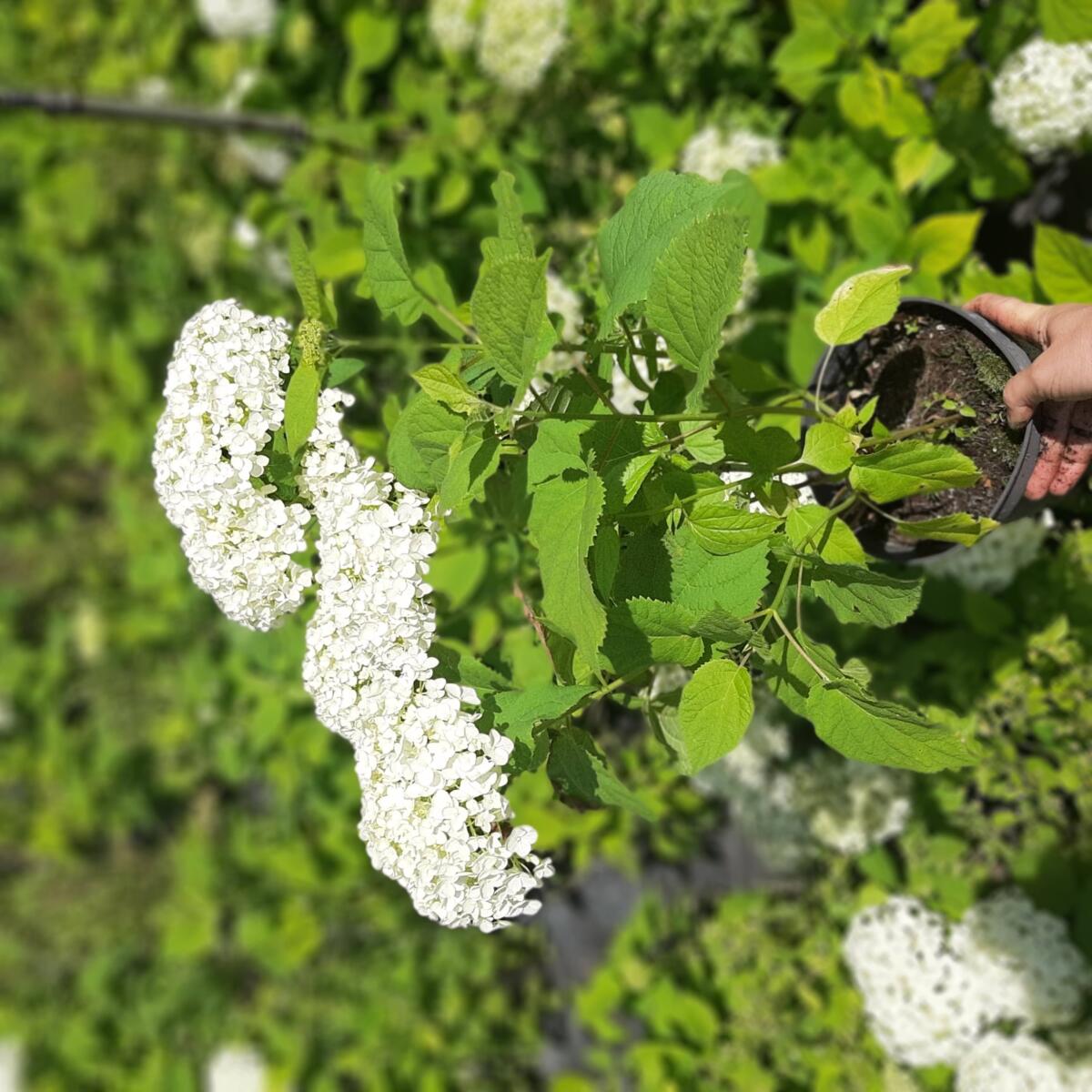 مواد الحضانة الزخرفية