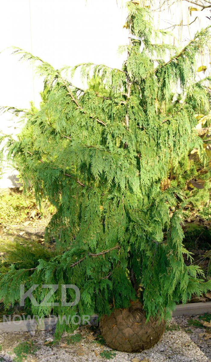 مواد الحضانة الزخرفية