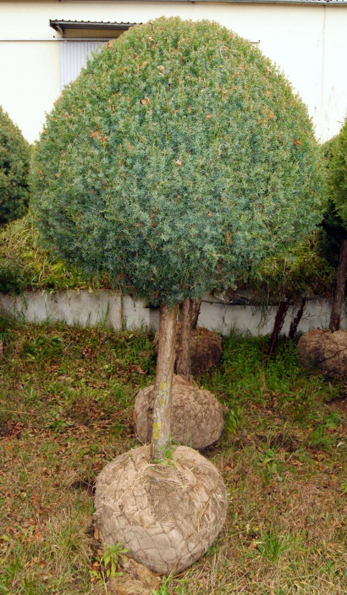 مواد الحضانة الزخرفية