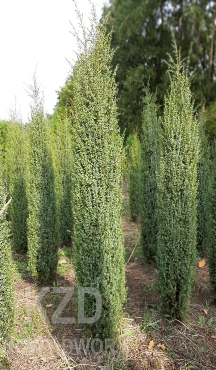 مواد الحضانة الزخرفية