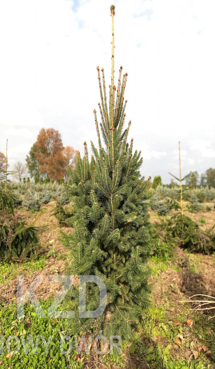 مواد الحضانة الزخرفية