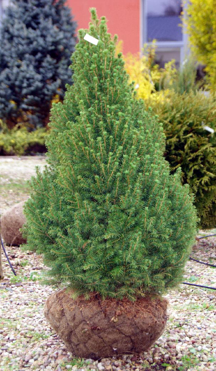 مواد الحضانة الزخرفية