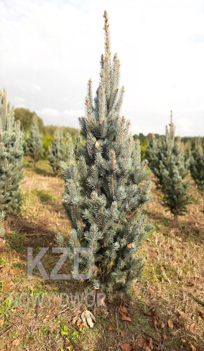 مواد الحضانة الزخرفية