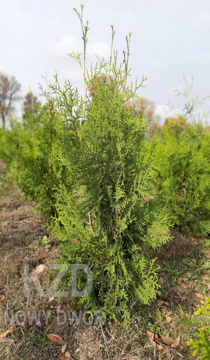 مواد الحضانة الزخرفية