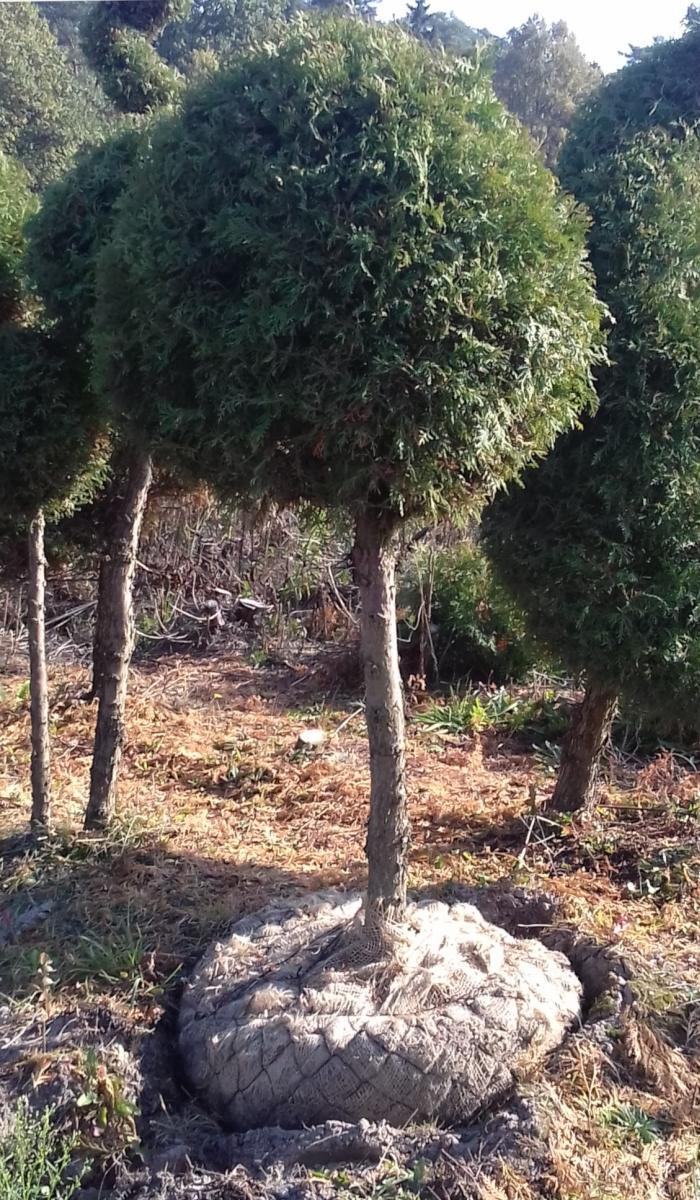 مواد الحضانة الزخرفية