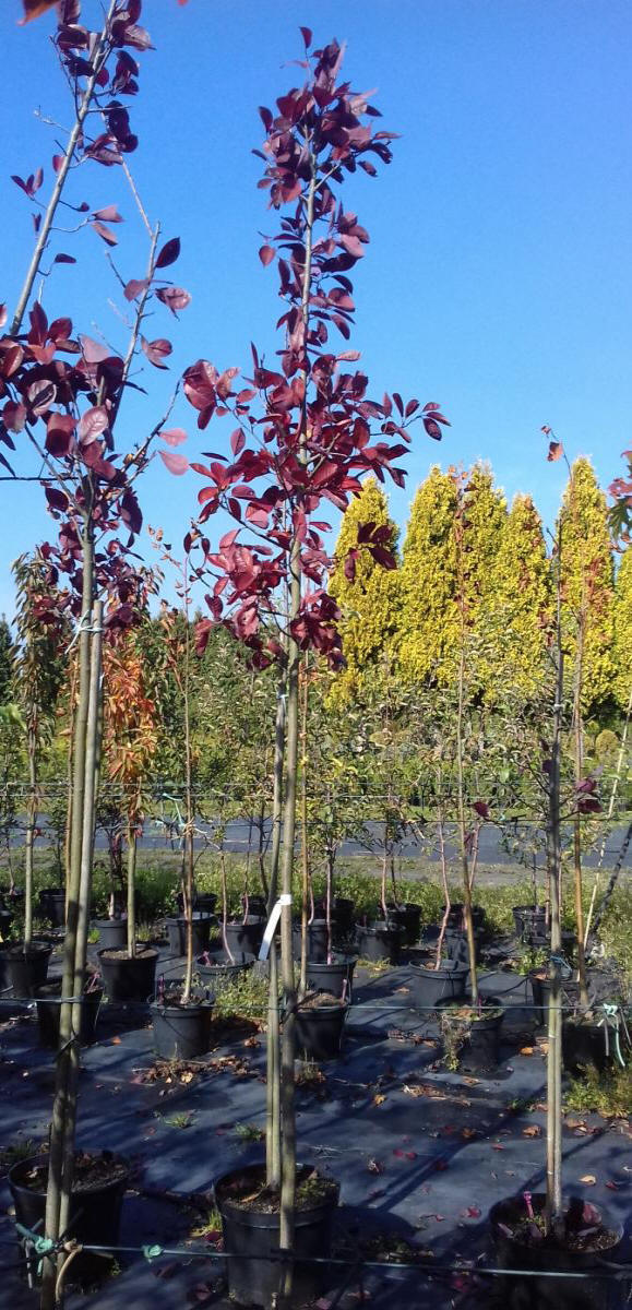 مواد الحضانة الزخرفية