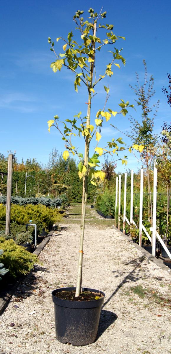 مواد الحضانة الزخرفية