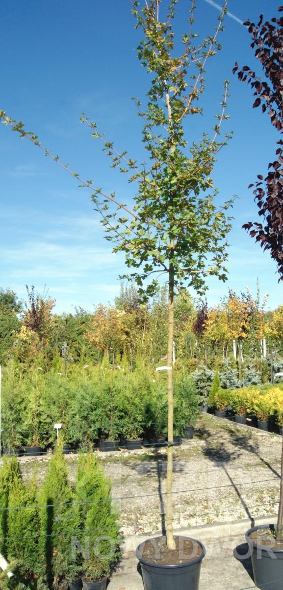 مواد الحضانة الزخرفية