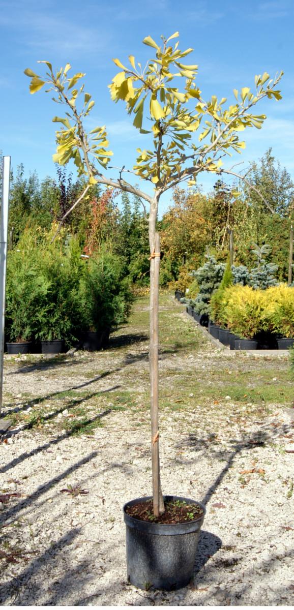 مواد الحضانة الزخرفية