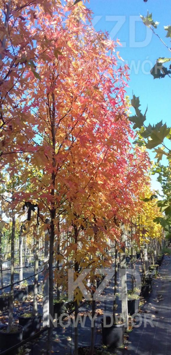 مواد الحضانة الزخرفية