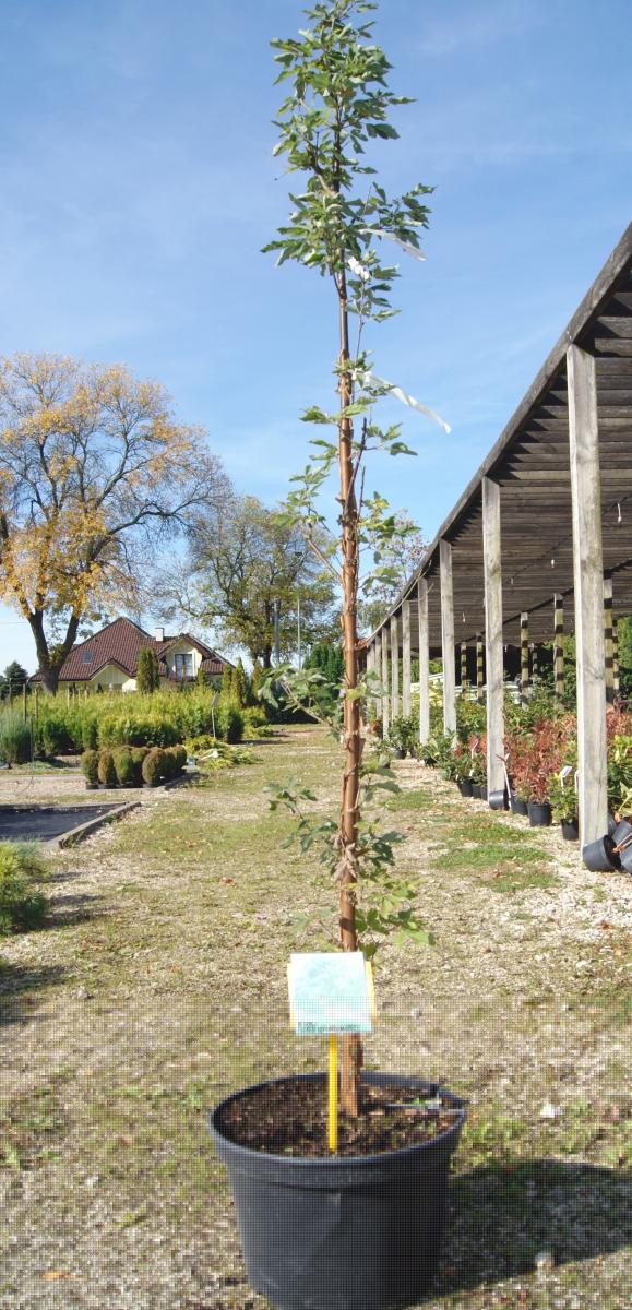 مواد الحضانة الزخرفية