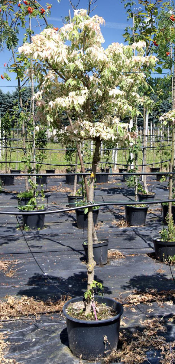 مواد الحضانة الزخرفية