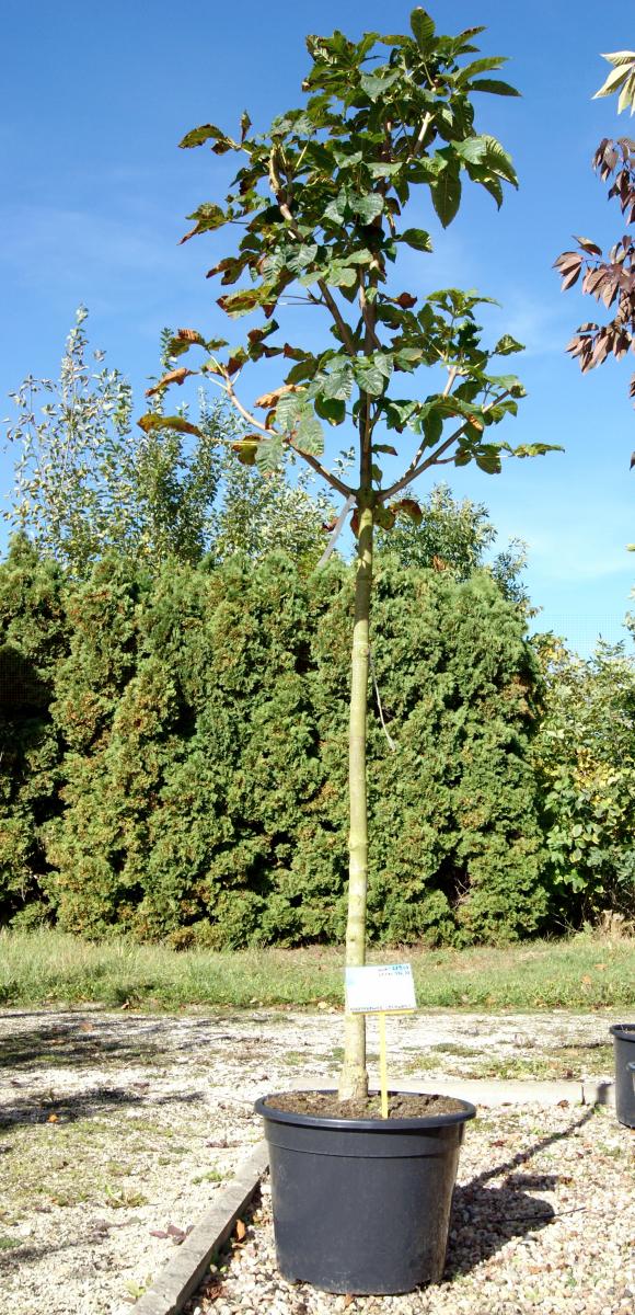 مواد الحضانة الزخرفية