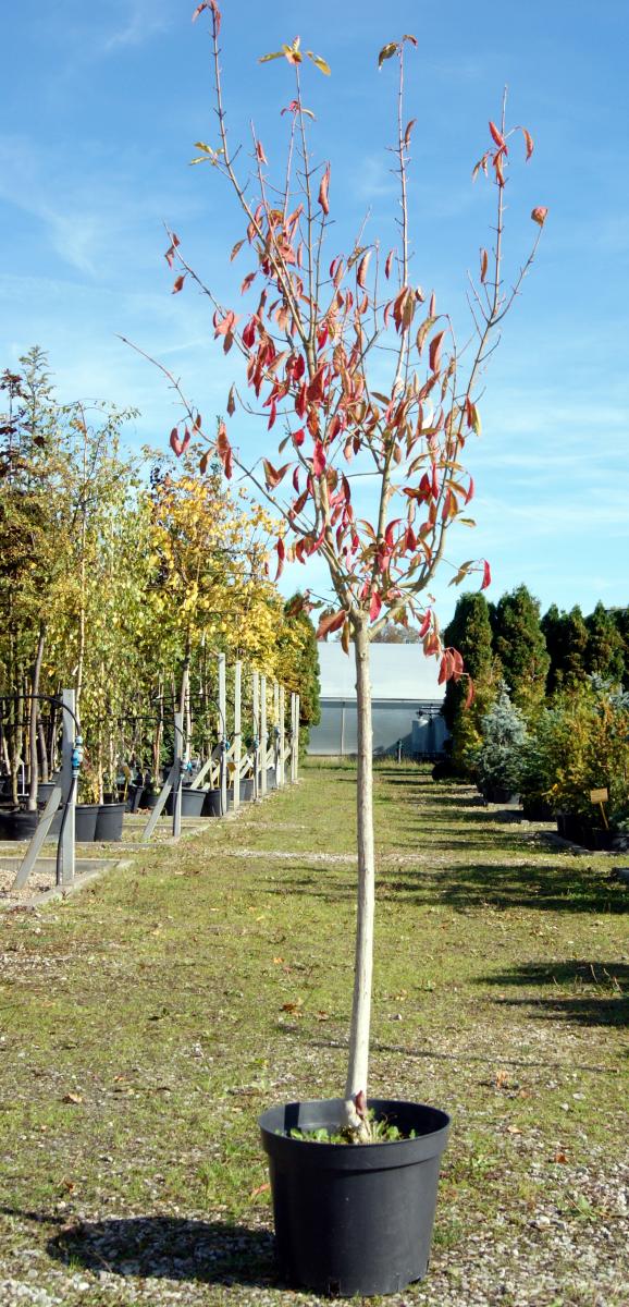 مواد الحضانة الزخرفية